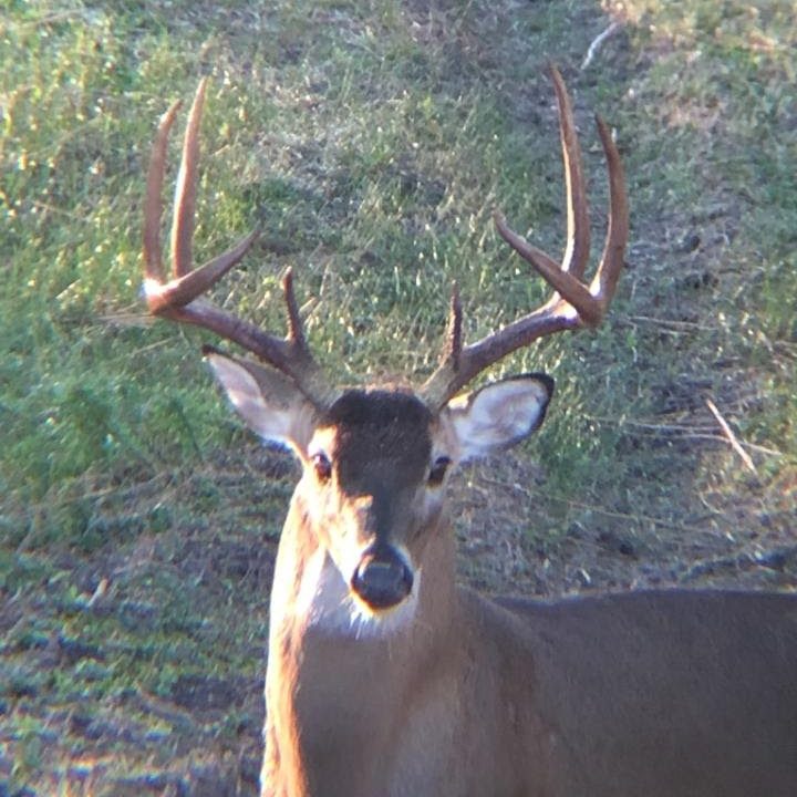 Large eight point whitetail deer looking into camera
