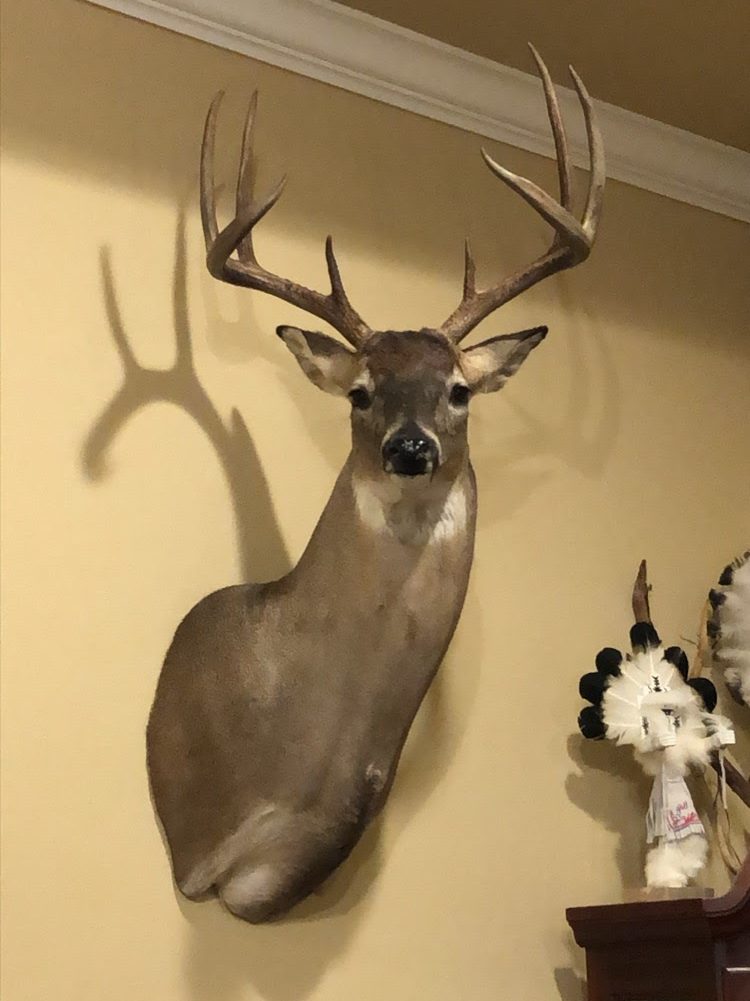 whitetail shoulder mounted deer on the wall